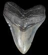 Megalodon Tooth - South Carolina #44552-1